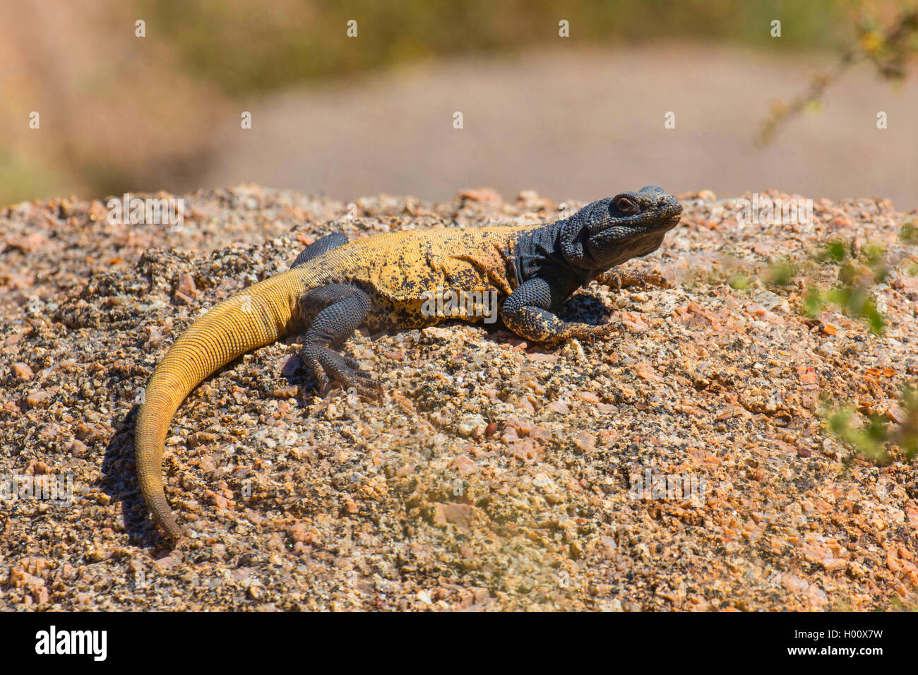 Chuckwalla comune (Sauromalus ater), maschio a prendere il sole, USA, Arizona, Picco Pinnacolo Foto Stock