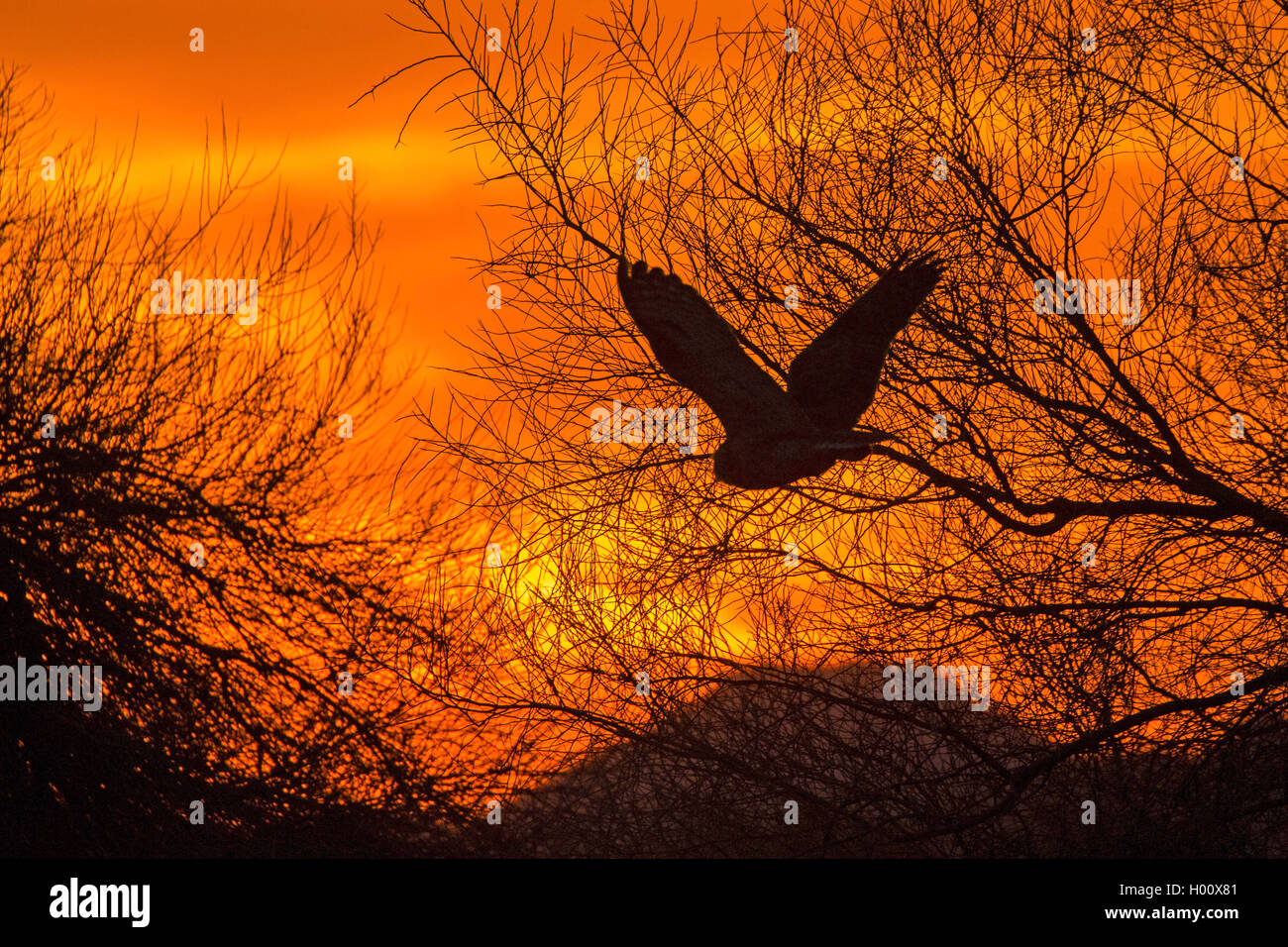 Grande gufo cornuto (Bubo virginianus), volare al tramonto, USA, Arizona Foto Stock