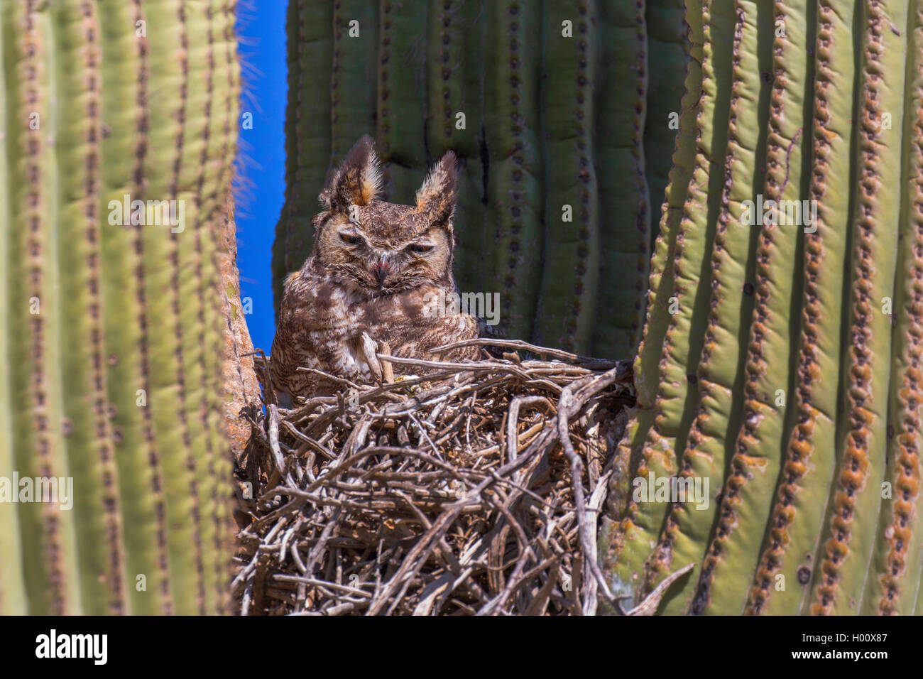 Virginiauhu, Virginia-Uhu, Amerikanischer Uhu (Bubo virginianus), im Nest in Saguarokaktus, USA, Arizona, Sonora | grande cornuto Foto Stock