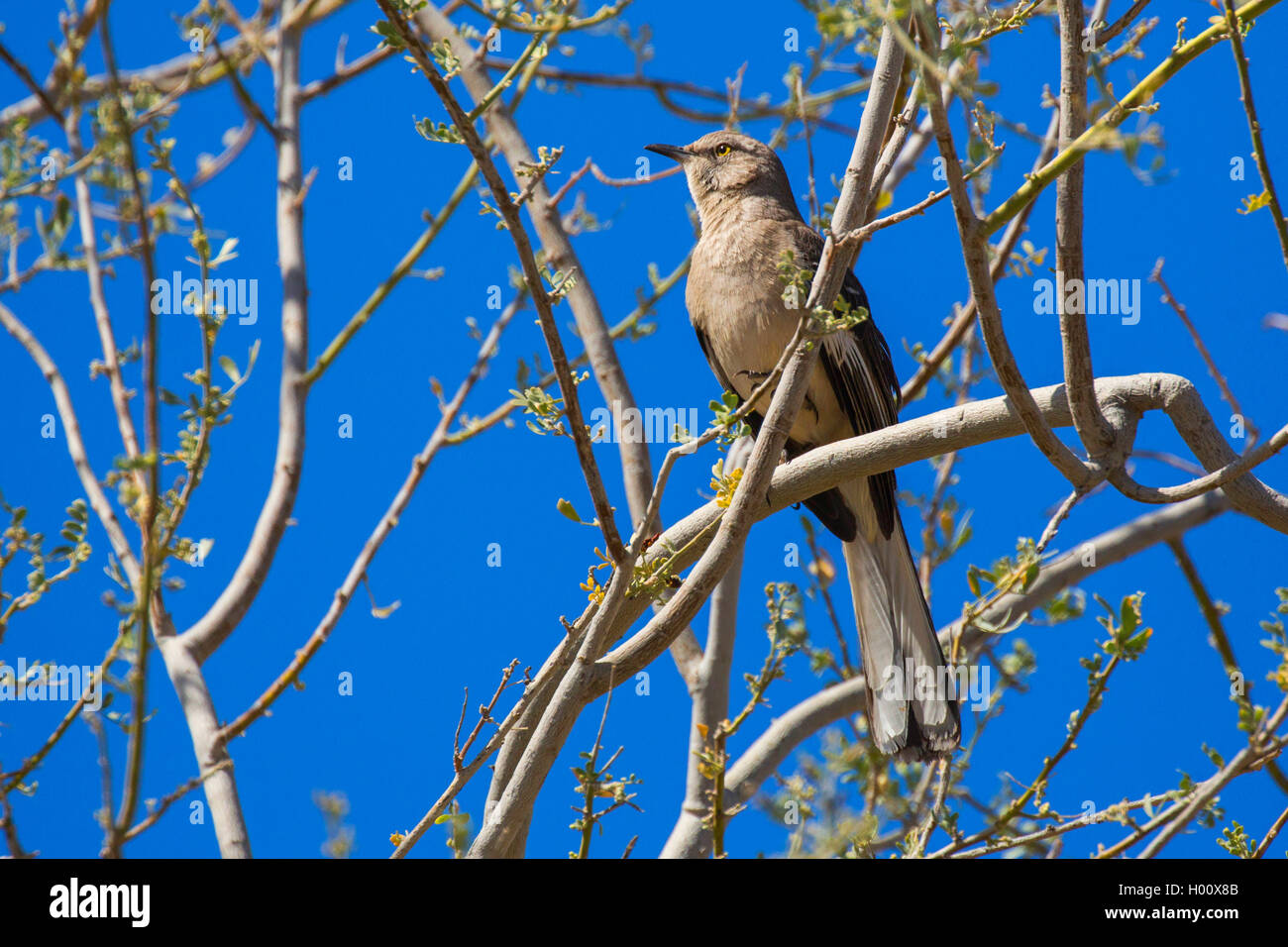 Northern mockingbird (Mimus polyglottos), seduto su un ramo, USA, Arizona Foto Stock