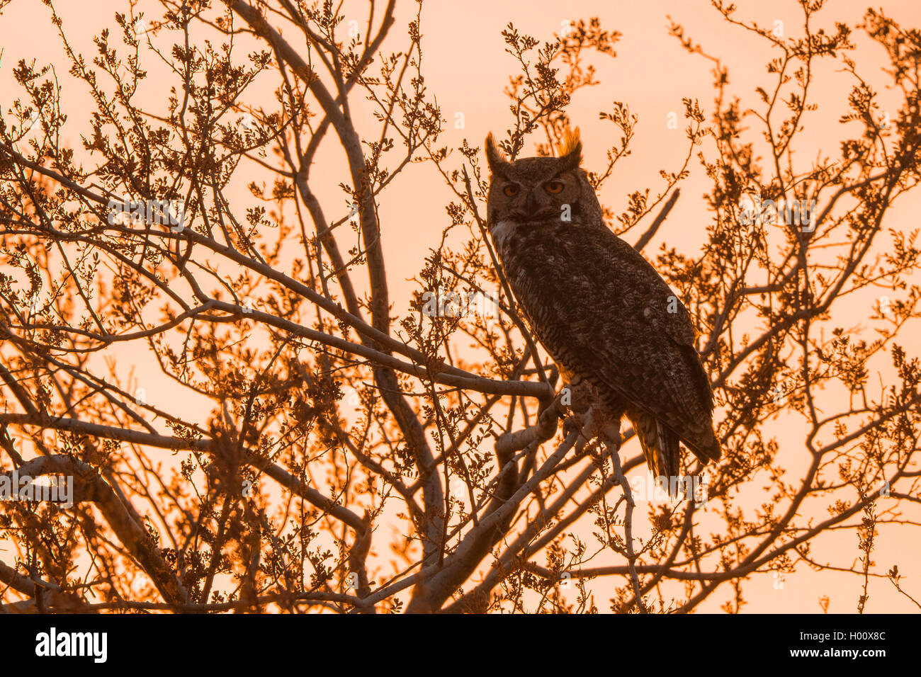 Grande gufo cornuto (Bubo virginianus), seduto su un albero al tramonto, USA, Arizona Foto Stock