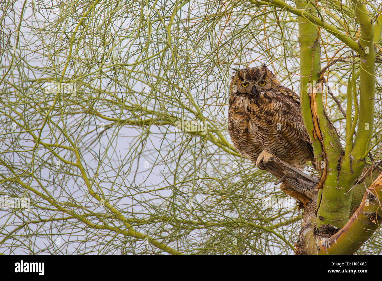 Grande gufo cornuto (Bubo virginianus), sittin su un albero dopo la doccia a pioggia, STATI UNITI D'AMERICA, Arizona, Phoenix Foto Stock
