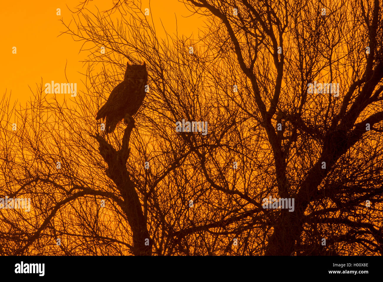 Grande gufo cornuto (Bubo virginianus), seduto su un albero al tramonto, USA, Arizona Foto Stock