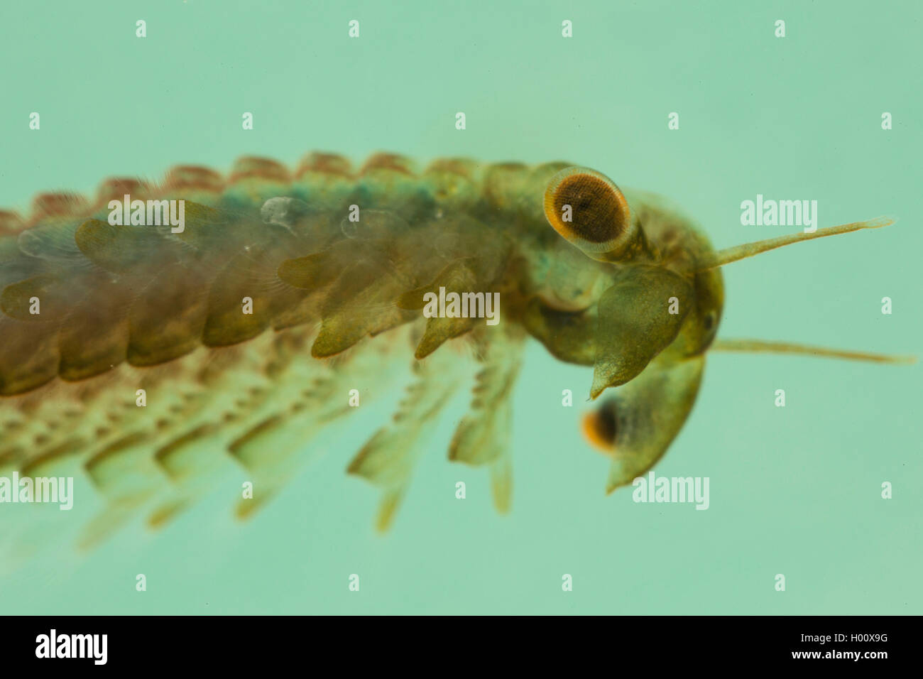 Branchiopods (Chirocephalus shadini), ritratto Foto Stock