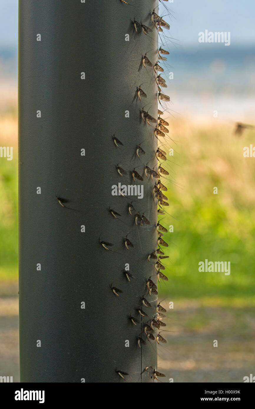 Comune di mayfly (Ephemera vulgata), molte effimere su una lampada, in Germania, in Baviera, il Lago Chiemsee Foto Stock