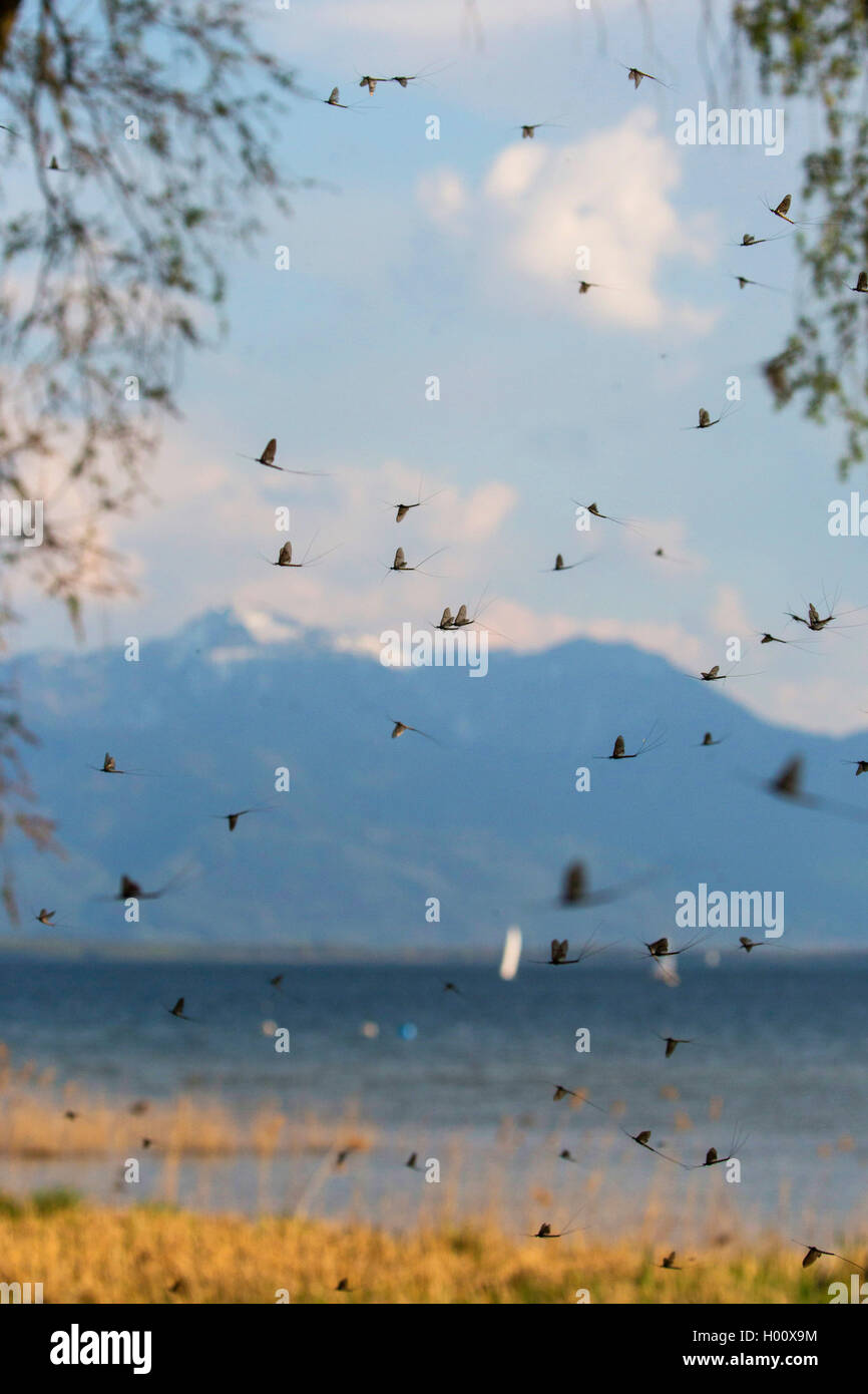 Comune di mayfly (Ephemera vulgata), volo di accoppiamento nella parte anteriore del paesaggio alpino, in Germania, in Baviera, il Lago Chiemsee Foto Stock