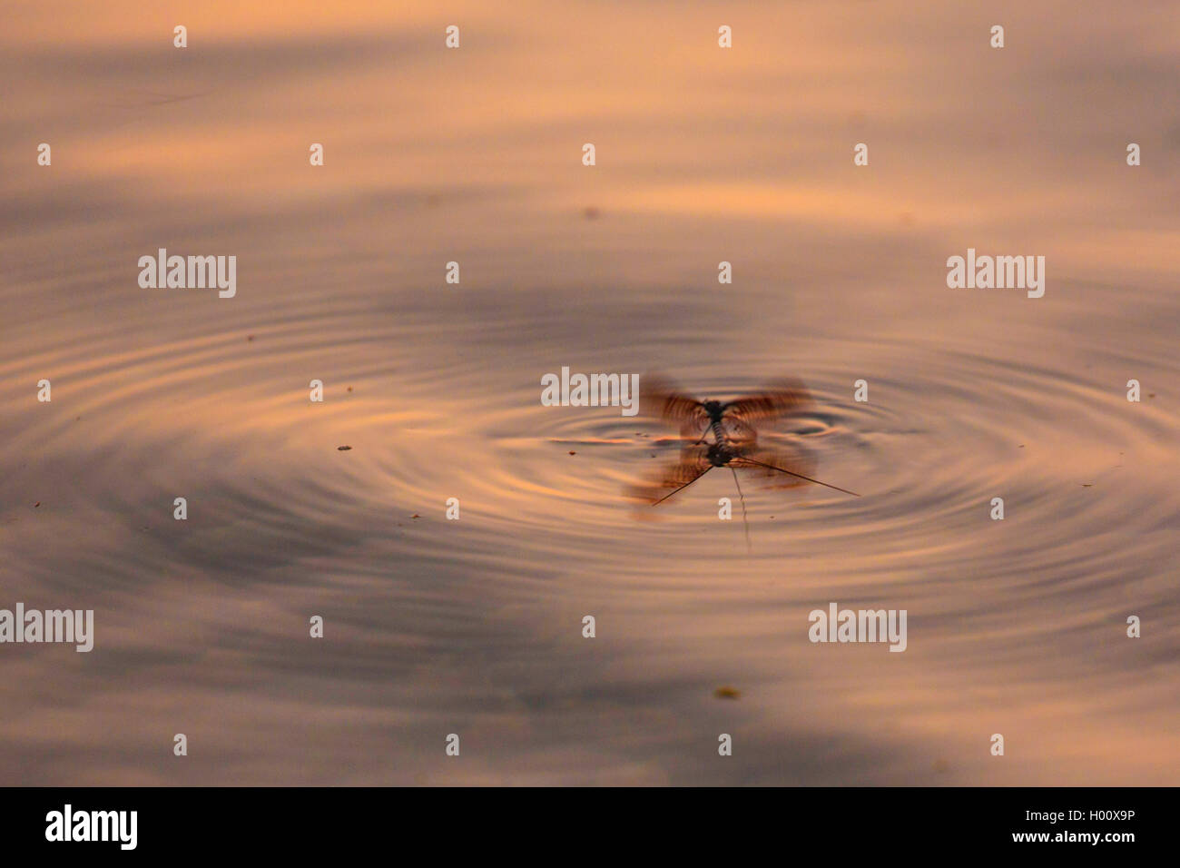 Comune di mayfly (Ephemera vulgata), si toglie la superficie dell'acqua, in Germania, in Baviera, il Lago Chiemsee Foto Stock