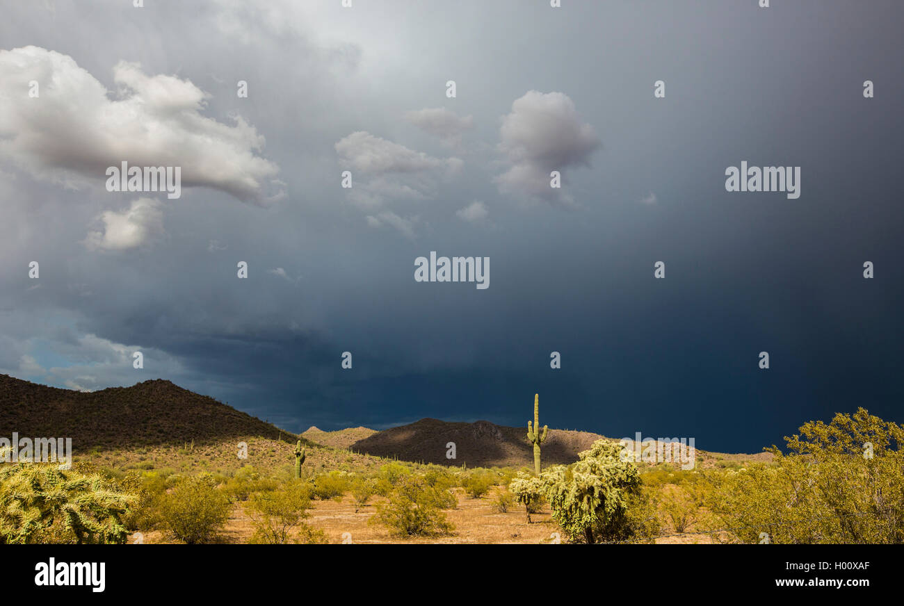 Tempesta del deserto, STATI UNITI D'AMERICA, Arizona Sonoran Foto Stock