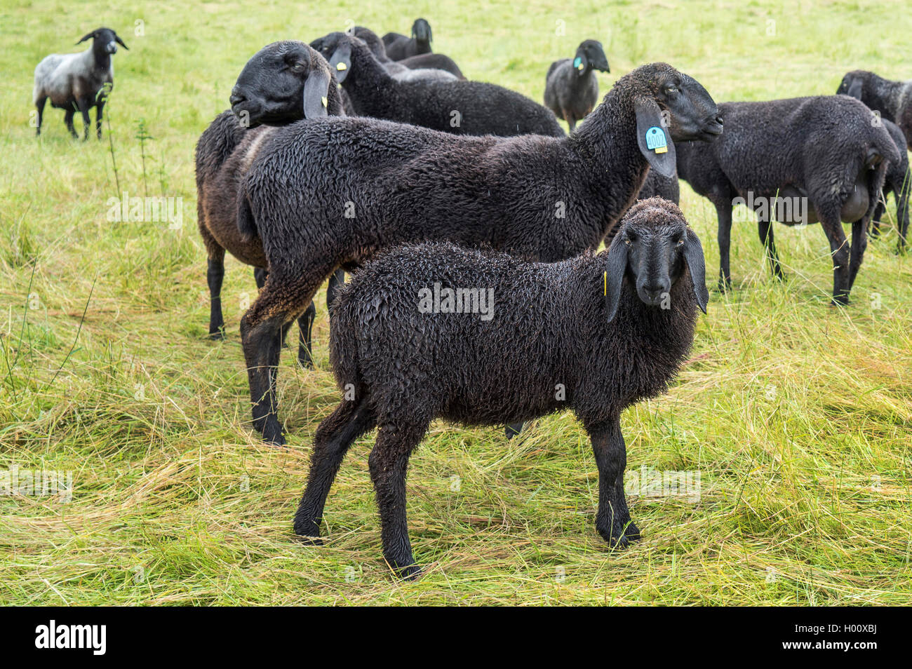 Gli animali domestici delle specie ovina (Ovis ammon f. aries), pecora nera, gregge di pecore in un prato, in Germania, in Baviera, Alta Baviera, Baviera superiore Foto Stock