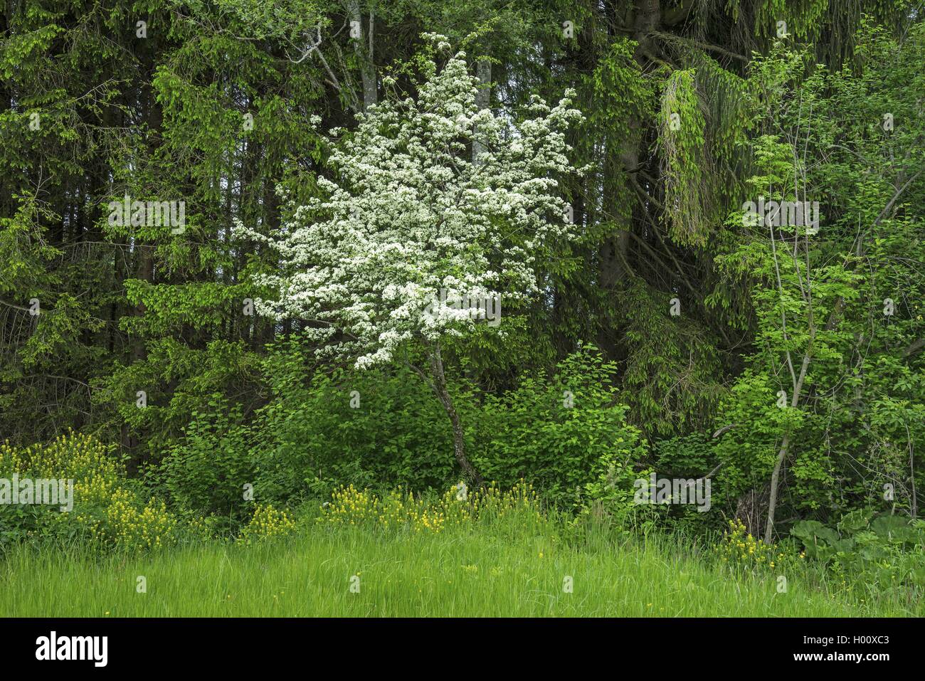 Biancospino, Bianco thorn, biancospino (Crataegus spec.), fioritura biancospino, in Germania, in Baviera, Alta Baviera, Baviera superiore Foto Stock