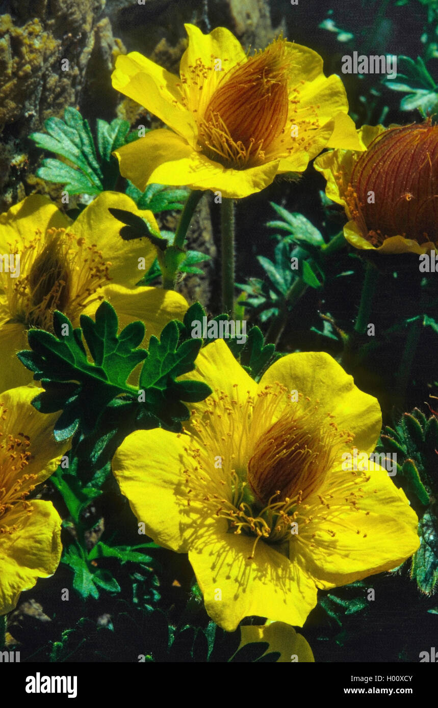 Creeping Avens (Geum reptans), fioritura, Italia, Alto Adige, Dolomiti Foto Stock