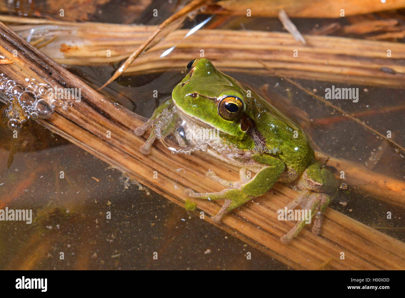 Treefrog stripeless, Mediterraneo treefrog (Hyla meridionalis), su una lama di reed in acqua, Spagna, Balearen, Menorca Foto Stock