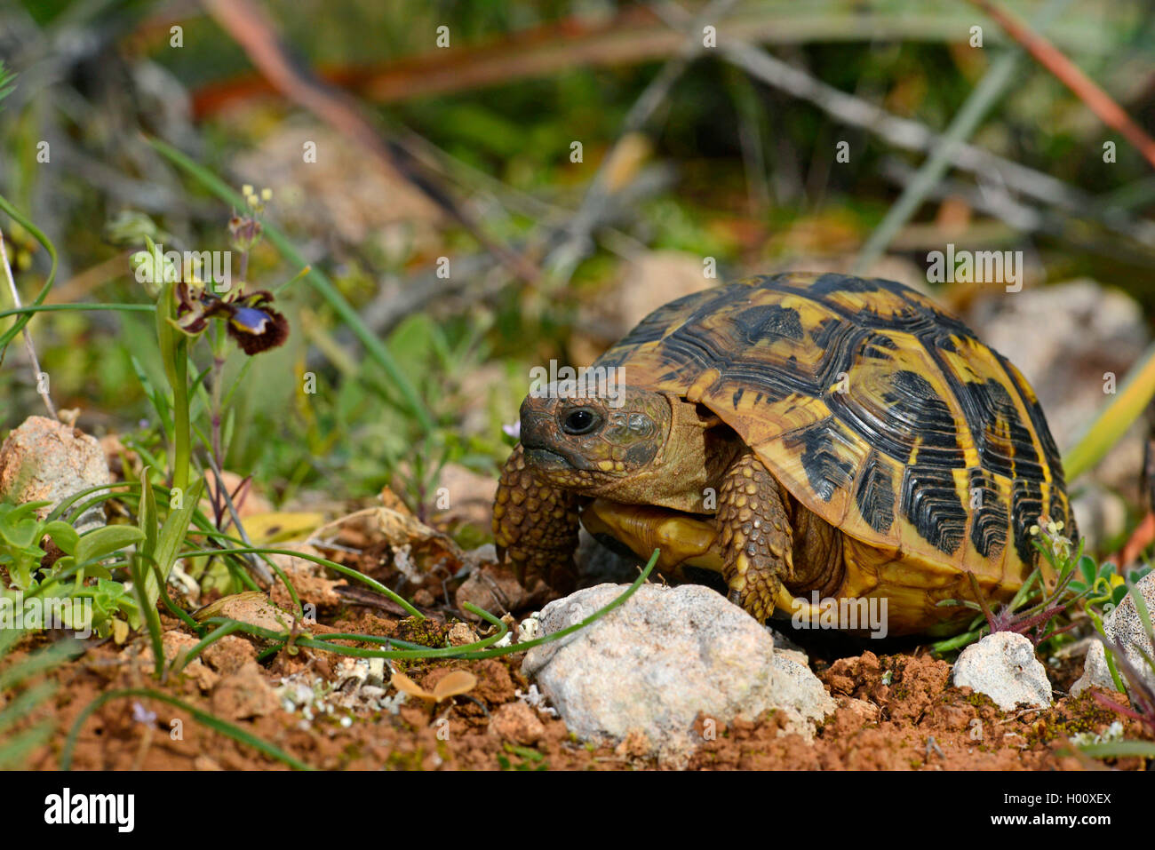 Hermann's tartaruga, tartaruga greca (Testudo hermanni), accanto a un'orchidea, Ophrys speculum, Spagna, Balearen, Maiorca Foto Stock