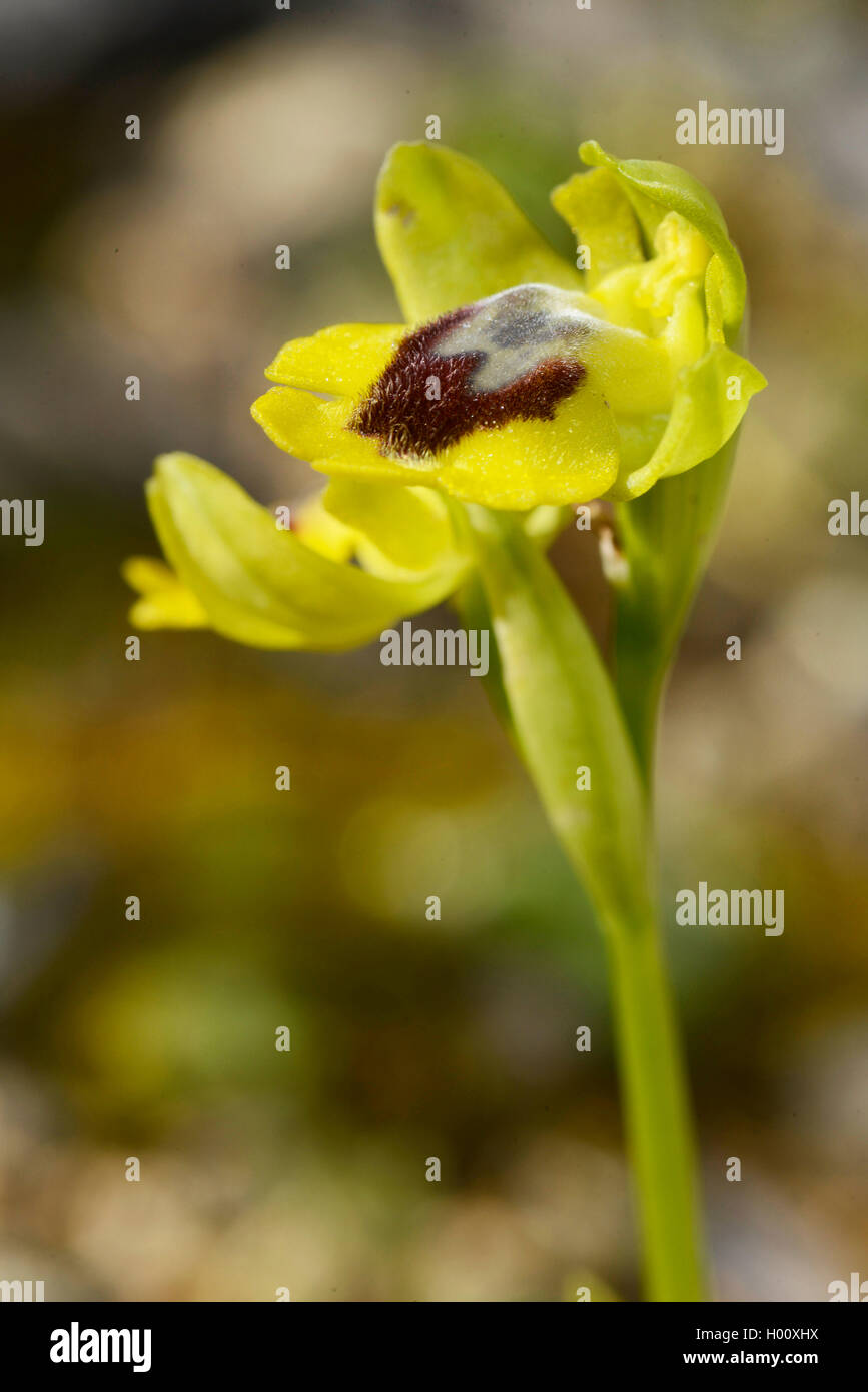 Yellow bee orchid (Ophrys lutea), fiore, Spagna, Balearen, Menorca Foto Stock