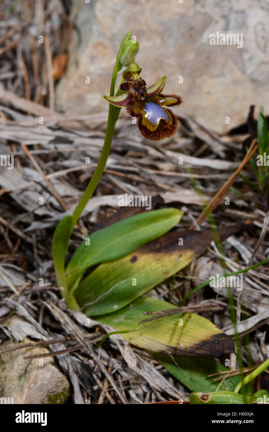 Orchidea Specchio, specchio ophrys, verniciati ophrys (Ophrys ciliata, Ophrys speculum), Balearen, Maiorca Foto Stock