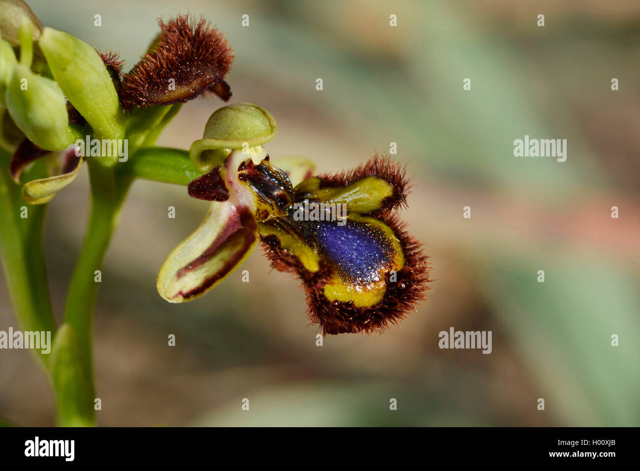 Orchidea Specchio, specchio ophrys, verniciati ophrys (Ophrys ciliata, Ophrys speculum), fiore, Spagna, Balearen, Maiorca Foto Stock