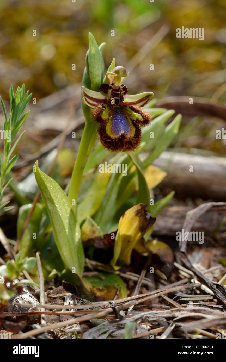 Orchidea Specchio, specchio ophrys, verniciati ophrys (Ophrys ciliata, Ophrys speculum), fioritura, Spagna, Balearen, Maiorca Foto Stock