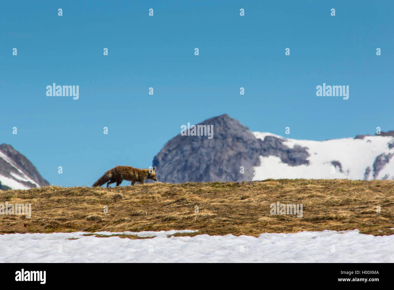 Red Fox (Vulpes vulpes vulpes), la ricerca di cibo in un prato di montagna, vista laterale, Svizzera, Toggenburgo, Chaeserrugg Foto Stock