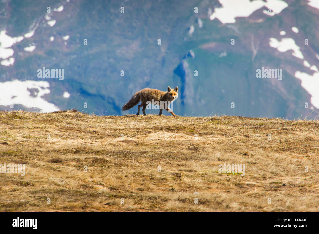 Red Fox (Vulpes vulpes vulpes), la ricerca di cibo in un prato di montagna, vista laterale, Svizzera, Toggenburgo, Chaeserrugg Foto Stock