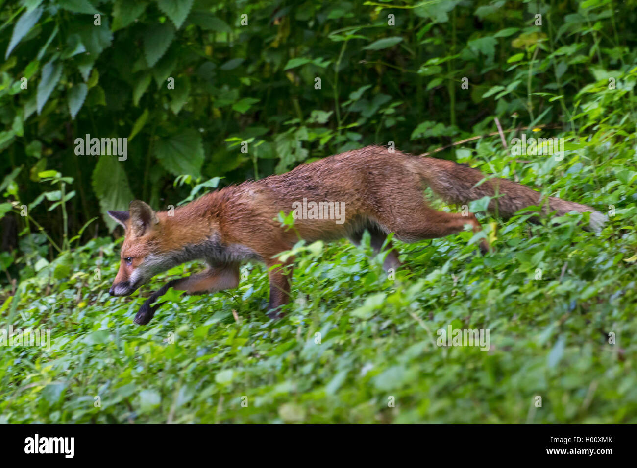 Red Fox (Vulpes vulpes vulpes), la ricerca di cibo in un prato boschivo, vista laterale, Svizzera, Sankt Gallen, Rheineck Foto Stock