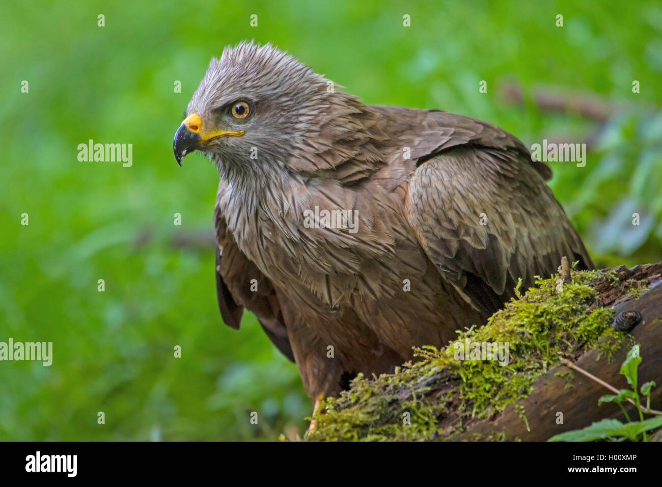 Nibbio, giallo-fatturati kite (Milvus migrans), la ricerca di cibo sul terreno, Svizzera, Sankt Gallen Foto Stock