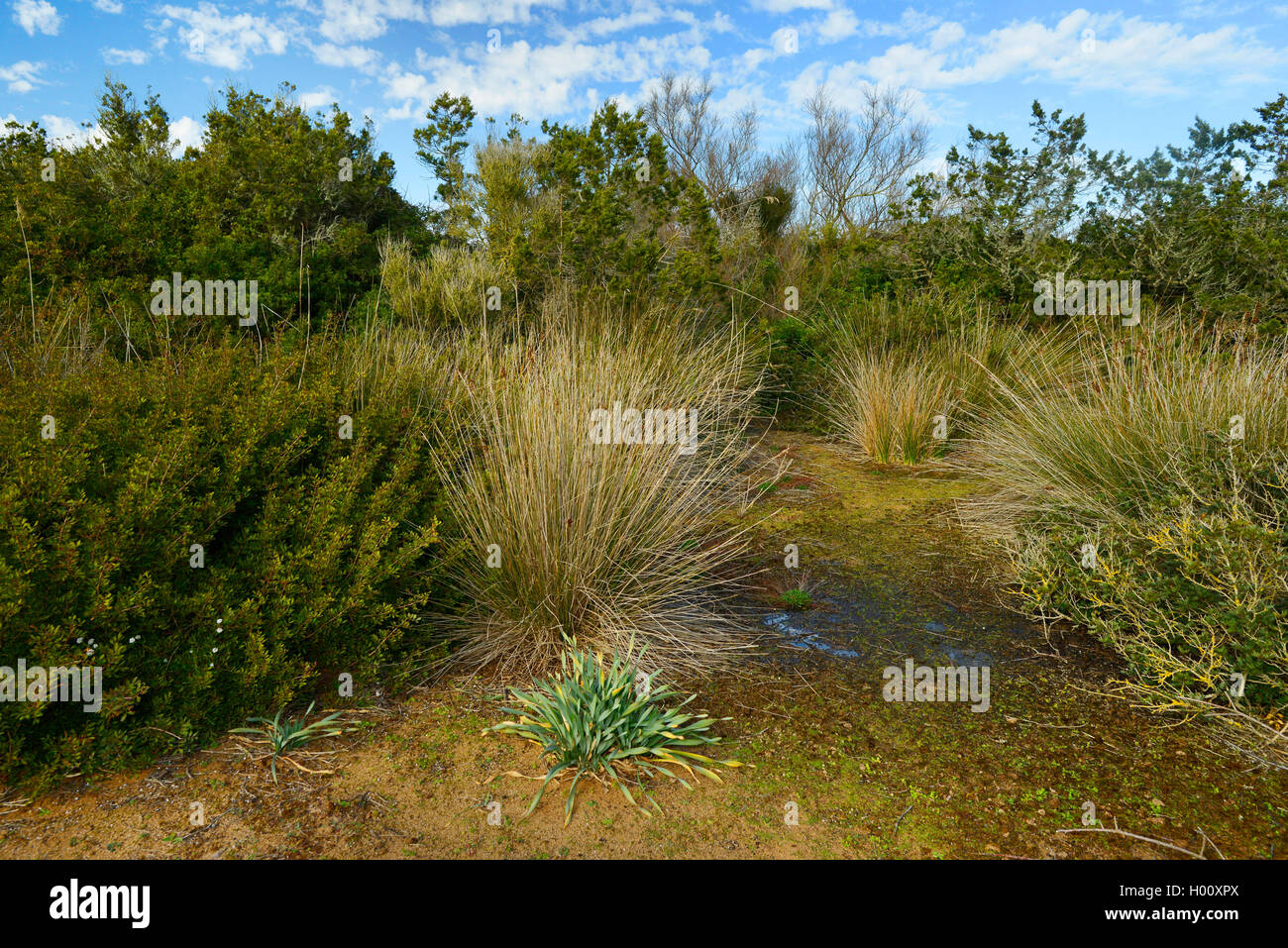 Swamp su una duna di sabbia a Minorca al Cala Tirant, Spagna, Balearen, Menorca, Platges de Fornells Foto Stock