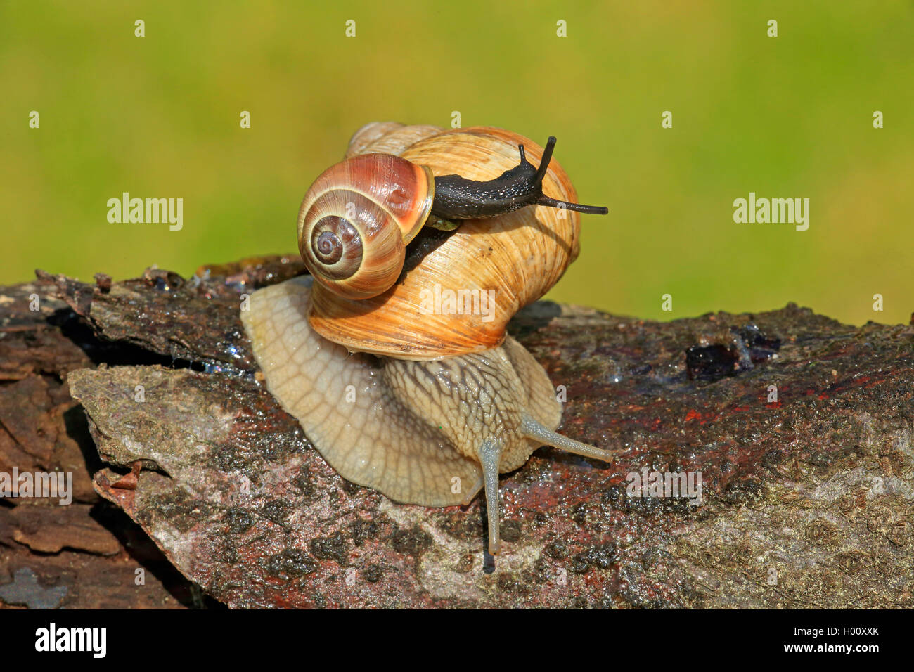 Lumaca romano, escargot, escargot lumaca, commestibili, lumaca lumaca Apple, grapevine lumaca, Vigna lumaca, vine lumaca (Helix pomatia), con marrone-lumaca a labbro sul retro, Germania Foto Stock