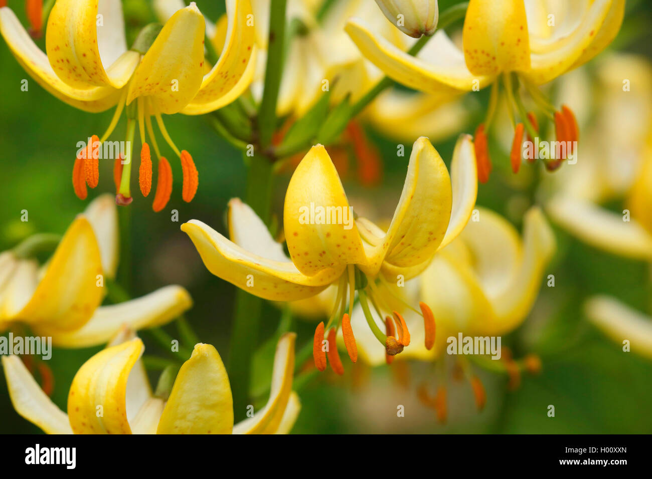 Giapponese della turk-cap lily (Lilium hansonii), fiori Foto Stock
