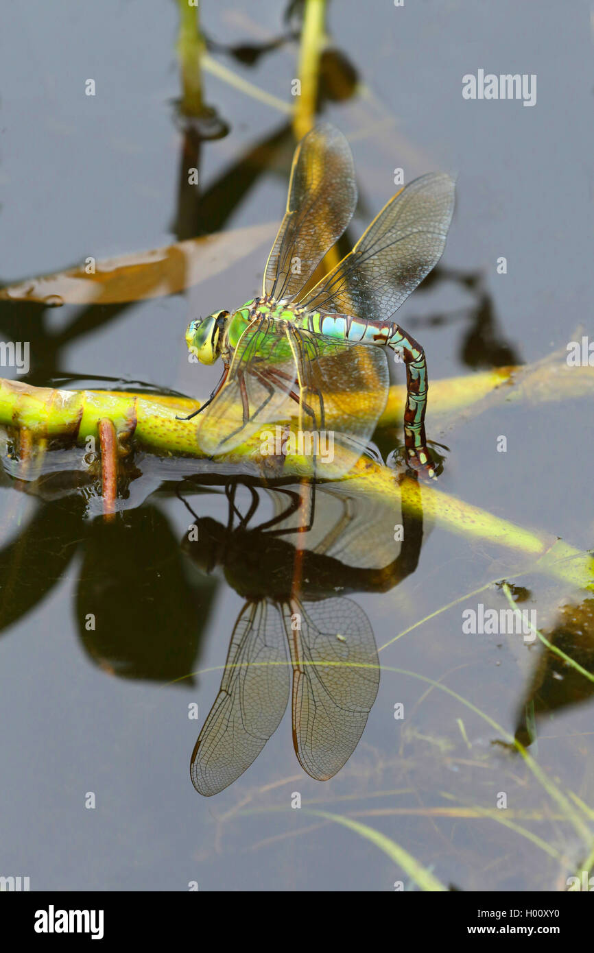 L'imperatore libellula (Anax imperator), la femmina depone le uova, Germania Foto Stock