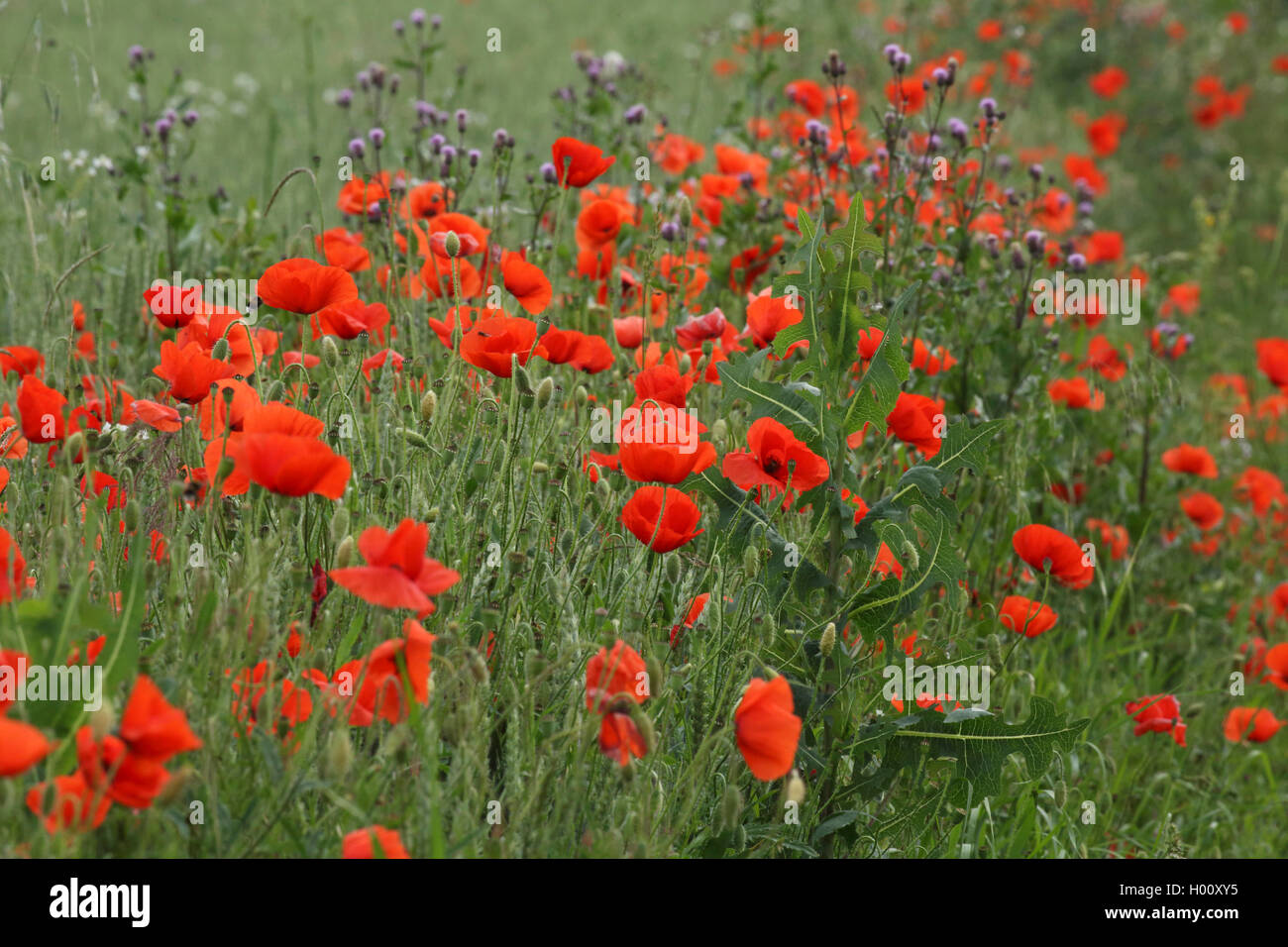 Comune di papavero, mais, papavero rosso papavero (Papaver rhoeas), bordo campo con semi di papavero e il Thistle, Germania Foto Stock