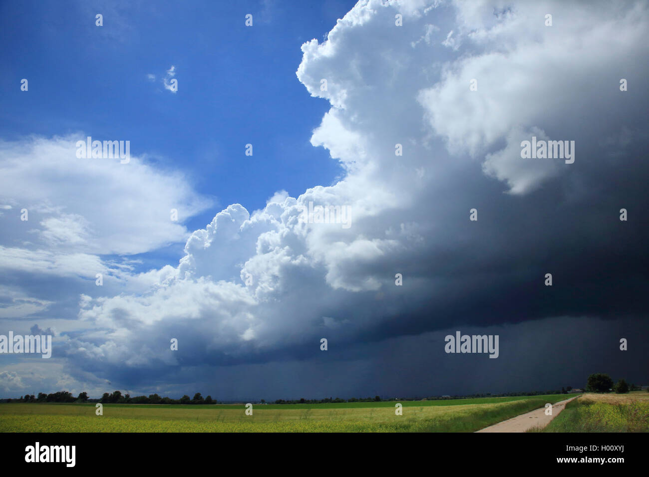 Thunderclouds al di sopra di un campo di colza, Germania Foto Stock