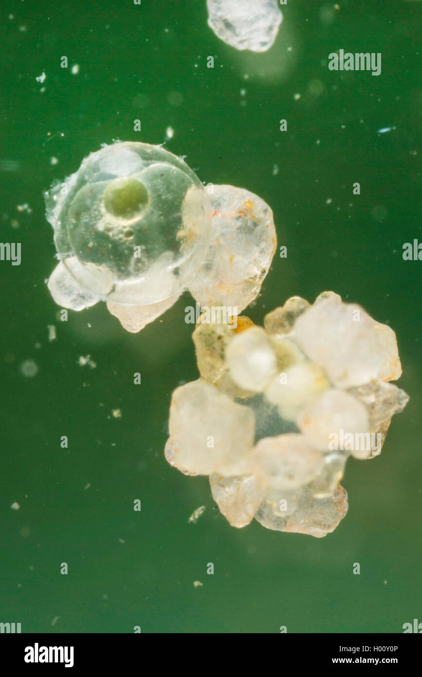 Rainbow Darter (Etheostoma caeruleum), uova con substrat riproduttiva Foto Stock