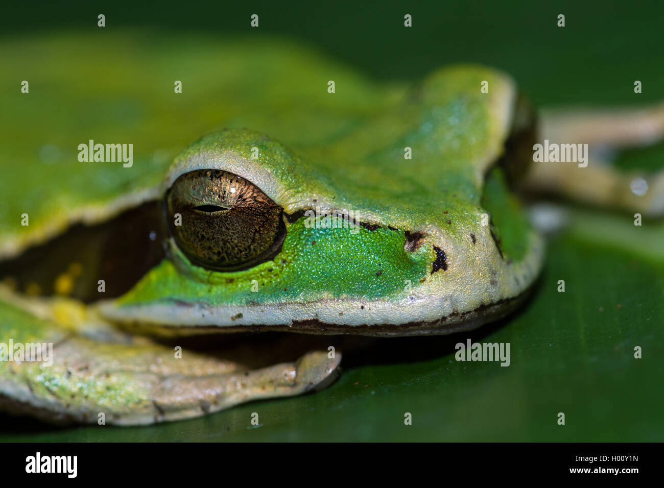 In prossimità di una piccola rana mascherato su una grande foglia verde in Costa Rica Foto Stock