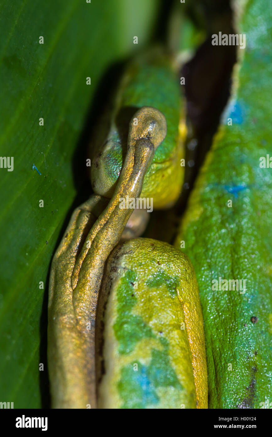 Dettaglio di un piccolo mascherato gamba rane di notte in Costa Rican rainforest Foto Stock
