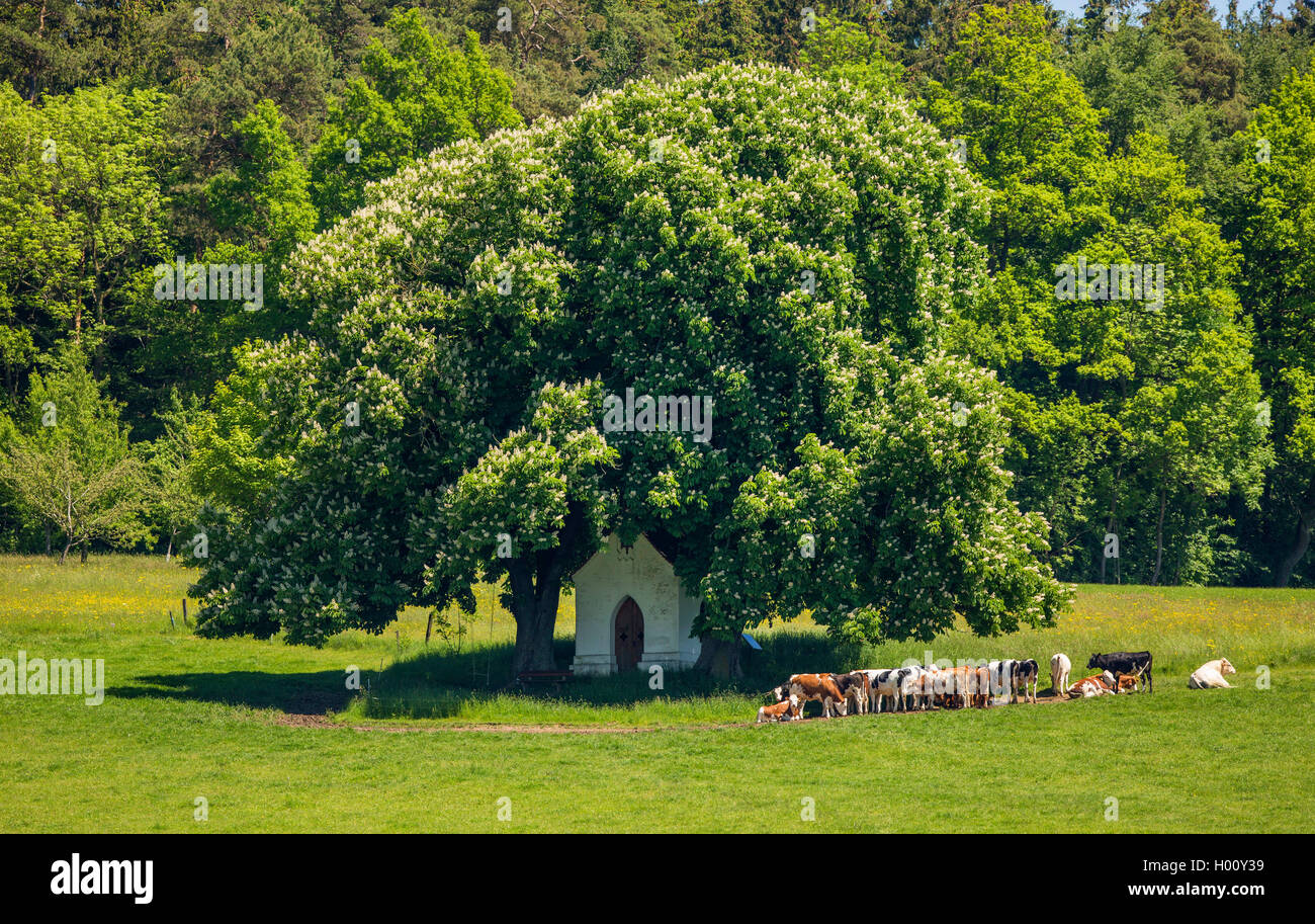 Comune di ippocastano (Aesculus hippocastanum), allevamento di bestiame in piedi vicino a una cappella sotto la fioritura degli alberi di castagno, in Germania, in Baviera Foto Stock