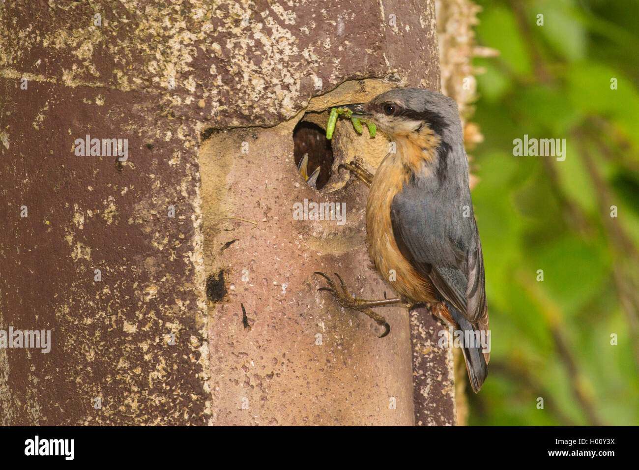 Eurasian picchio muratore (Sitta europaea), alimentazione di uccelli giovani nella casella di nesting, in Germania, in Baviera Foto Stock