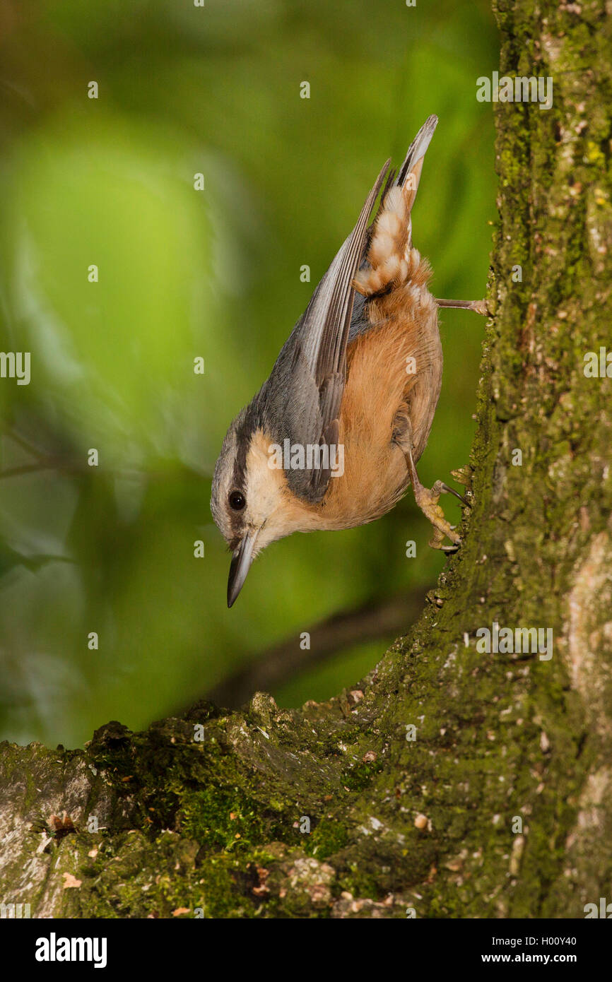 Eurasian picchio muratore (Sitta europaea), la ricerca di cibo a capofitto in un tronco di albero, in Germania, in Baviera Foto Stock