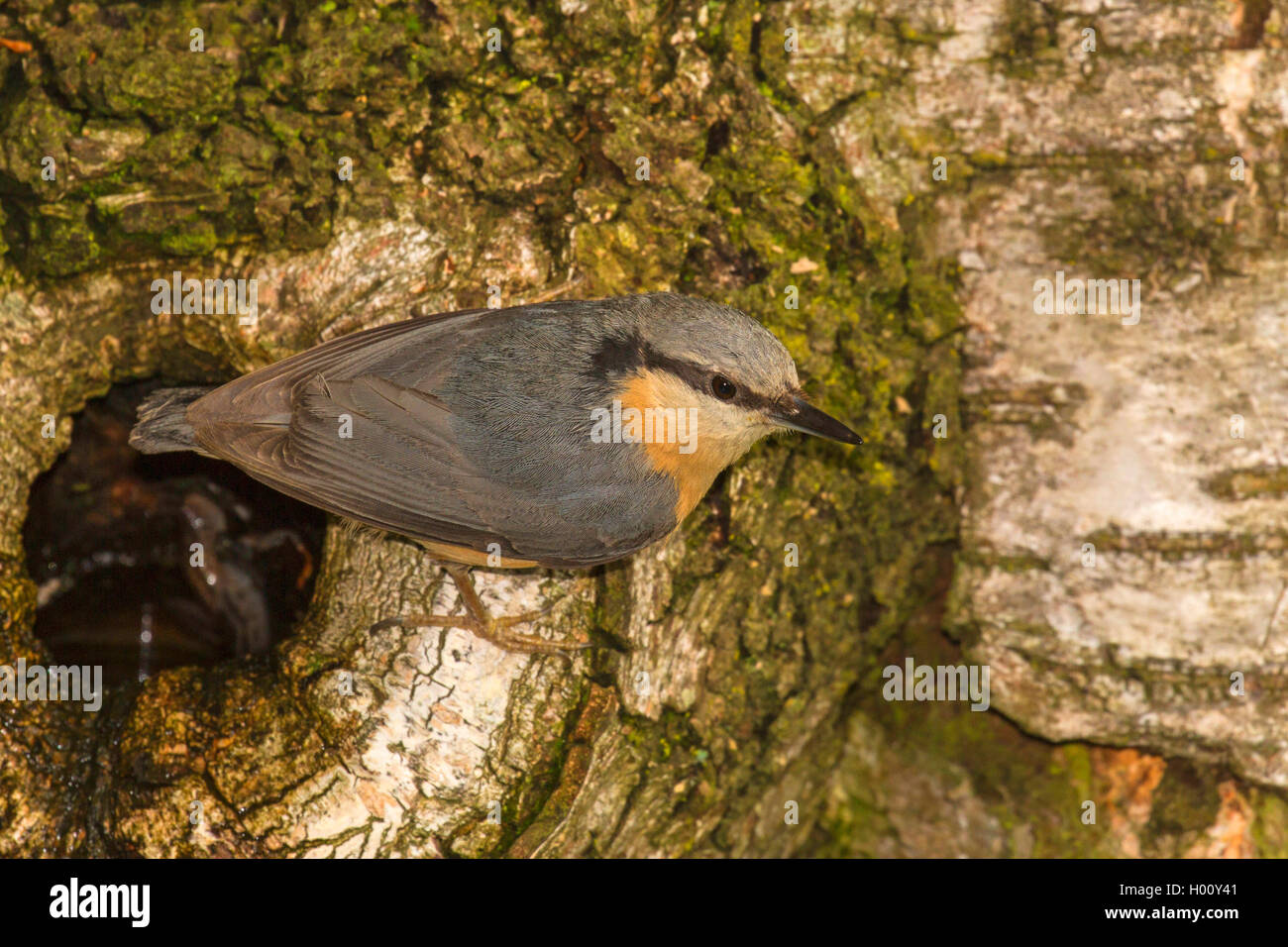 Eurasian picchio muratore (Sitta europaea), la ricerca di cibo a knothole, in Germania, in Baviera Foto Stock
