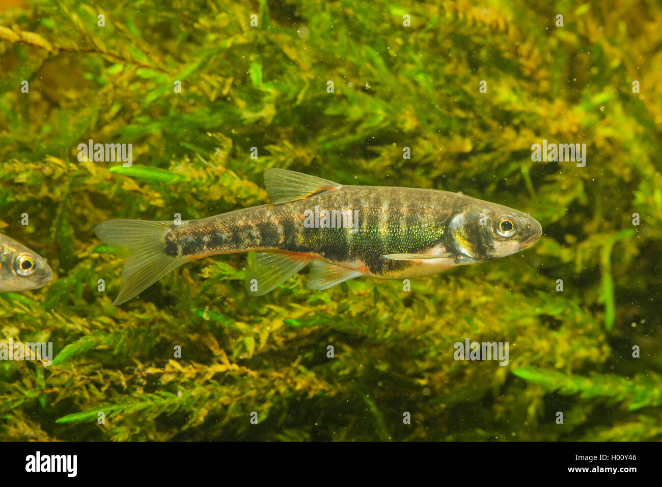 Minnow, Eurasian minnow (Phoxinus phoxinus), maschio Foto Stock