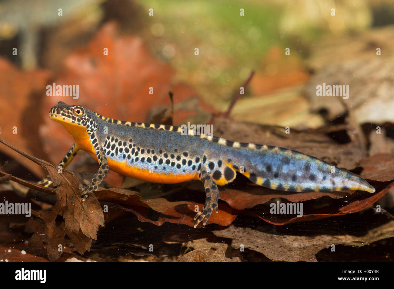 Bergmolch, Berg-Molch, Alpenmolch, Alpen-Molch (Triturus alpestris, Ichthyosaura alpestris, Mesotriton alpestris), Maennchen in Foto Stock