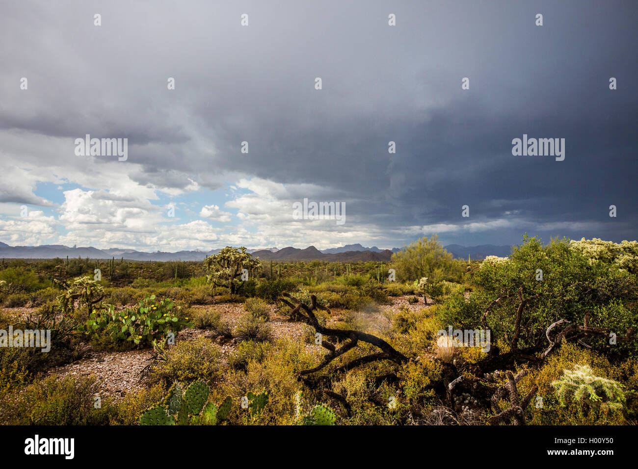 Tempesta del deserto, STATI UNITI D'AMERICA, Arizona Sonoran Foto Stock