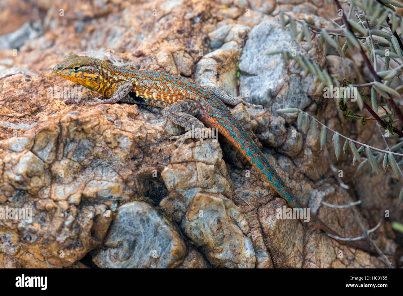 Side-spotted lucertola, lato comune-spotted Lizard (Uta stansburiana), adulto maschio, STATI UNITI D'AMERICA, Arizona Foto Stock
