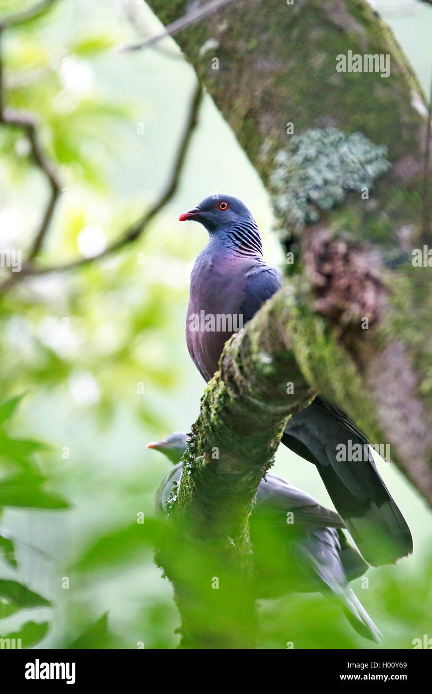 Bolle di piccione (Columba bollii), seduto su un ramo nella foresta laurel, vista laterale, Isole Canarie La Palma Foto Stock