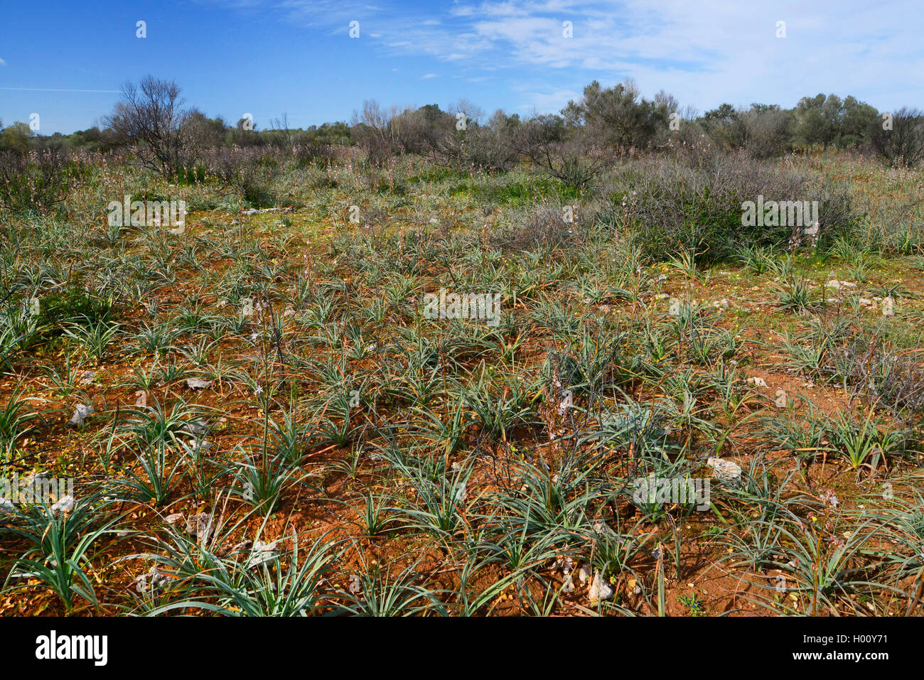 Estate asfodeli, comune asfodeli, Tall asphodel (Asphodelus aestivus, Asphodelus microcarpus), asfodelo acre, Spagna, Balearen, Maiorca Foto Stock