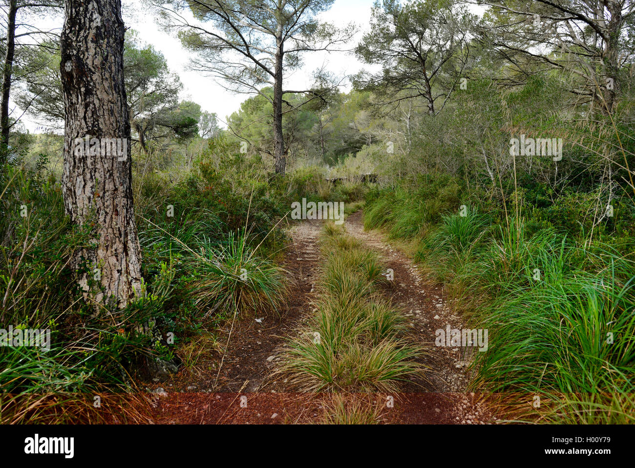 Pino di Aleppo (Pinus halepensis), Sentiero escursionistico attraverso un luminoso bosco di pini su Menorca, Spagna, Balearen, Menorca Foto Stock