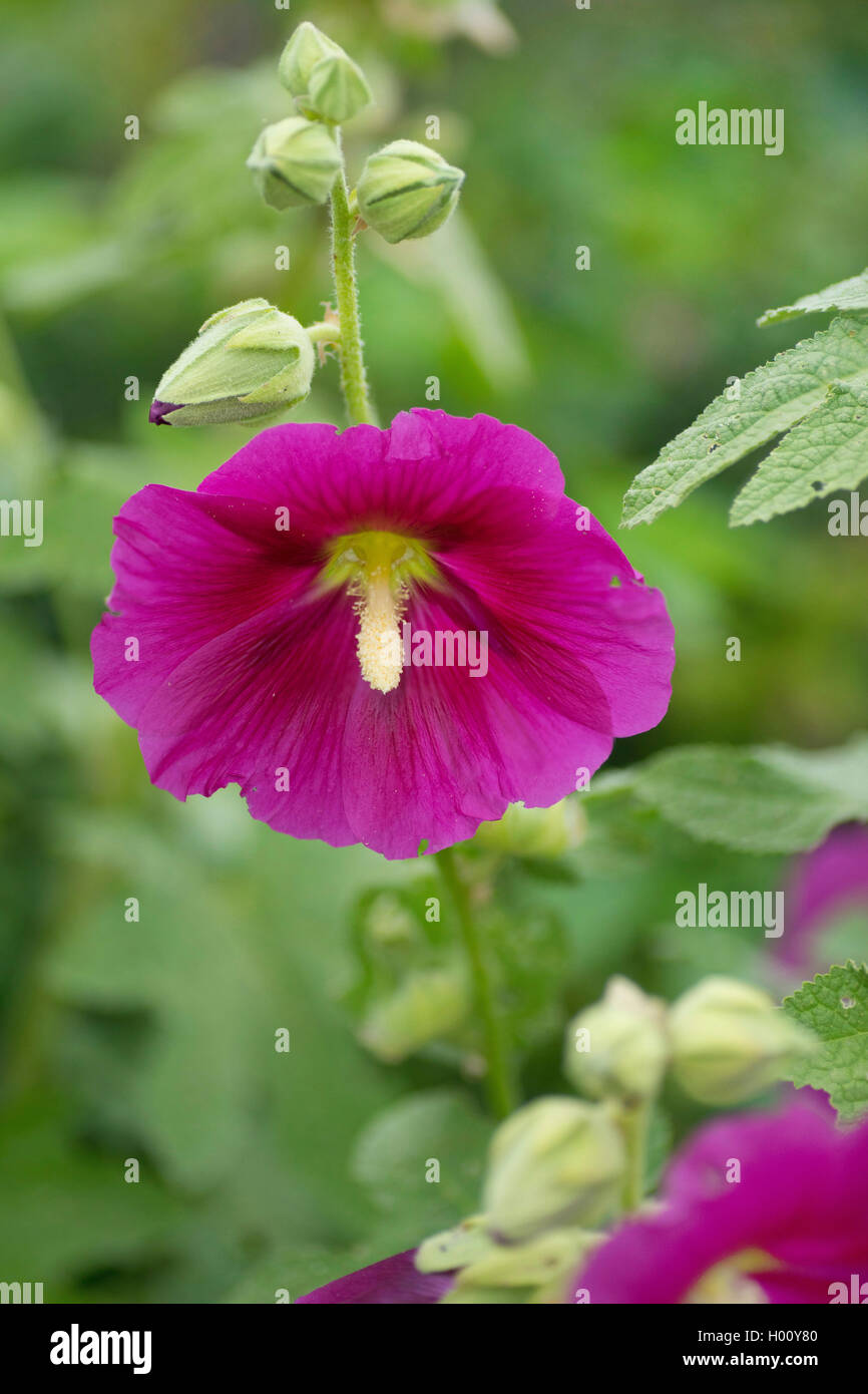 Holly hock, hollyhock (Alcea rosea, Althaea rosea), fiore, in Germania, in Baviera Foto Stock