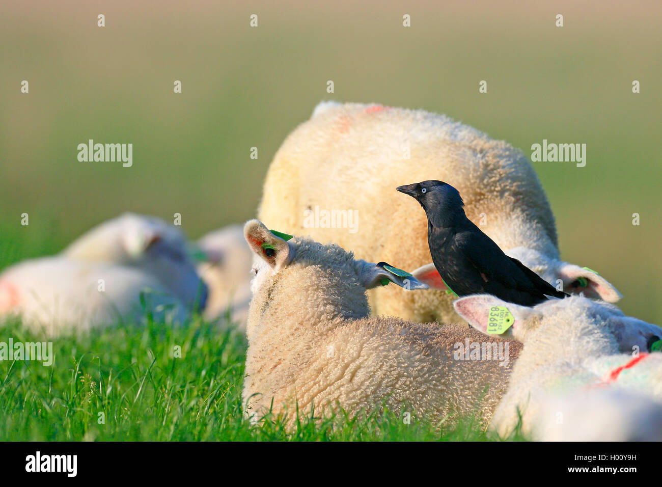 Taccola (Corvus monedula), in piedi sul retro di una pecora e la ricerca di parassiti, Paesi Bassi, Frisia Foto Stock