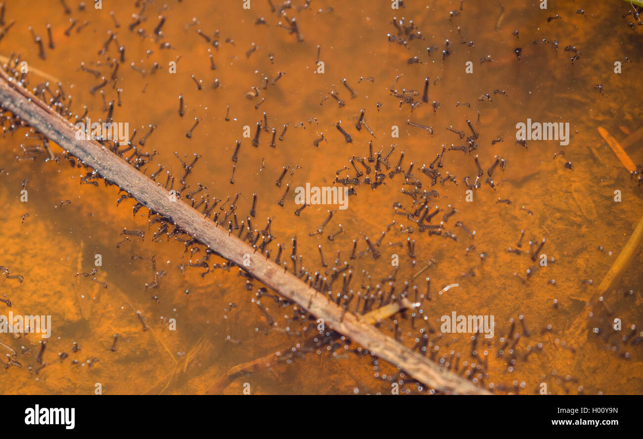 Zanzare e moscerini (Culicidae), numerose larve in una pozza poco profonda, USA, Arizona Foto Stock