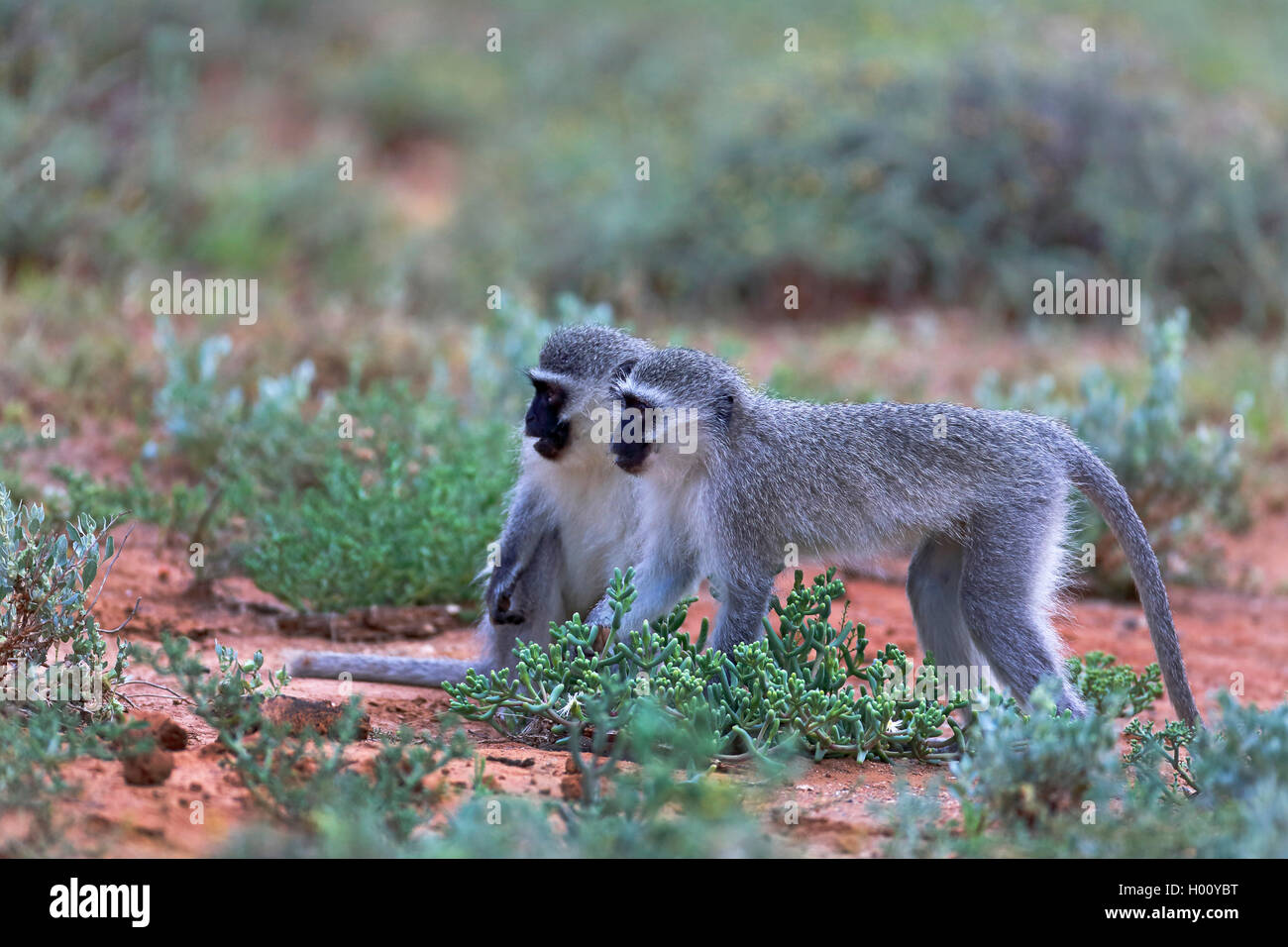 Grivet monkey, savana scimmia, green monkey, Vervet monkey (Cercopithecus aethiops), coppia in piedi sul suolo, vista laterale, Sud Africa, Eastern Cape, Camdeboo Parco Nazionale Foto Stock