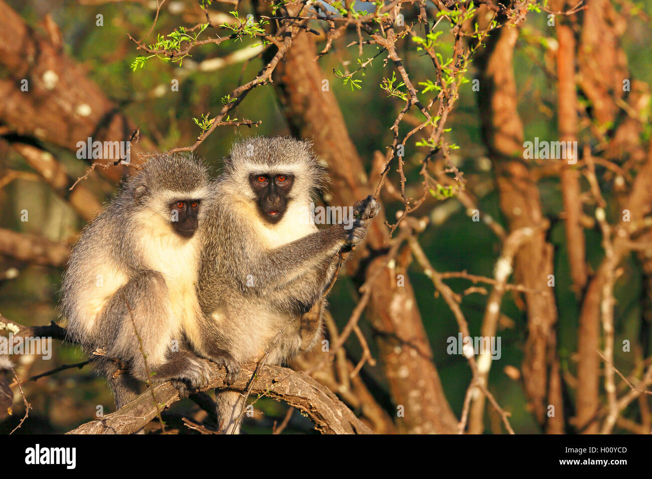 Grivet monkey, savana scimmia, green monkey, Vervet monkey (Cercopithecus aethiops), coppia seduti al sole di mattina su un albero, Sud Africa, Eastern Cape, Camdeboo Parco Nazionale Foto Stock
